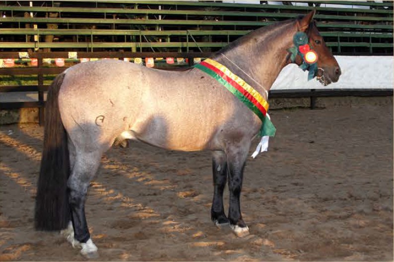São João do Juncal Pandemônio